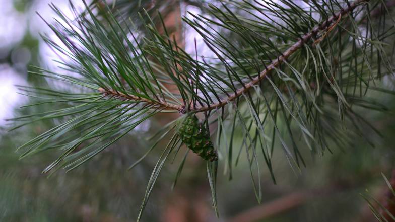 Погода в Україні на п'ятницю, 5 грудня