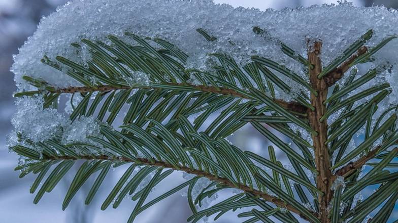 Погода на 9 декабря: дождь и снег, местами - мокрый снег
