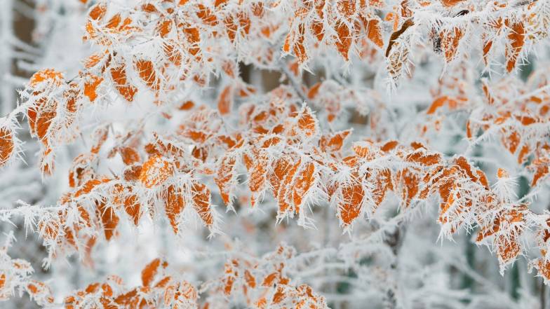 Погода 13 січня: морози триватимуть