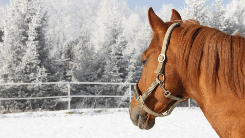 Китайский гороскоп на 2026 год: Конь