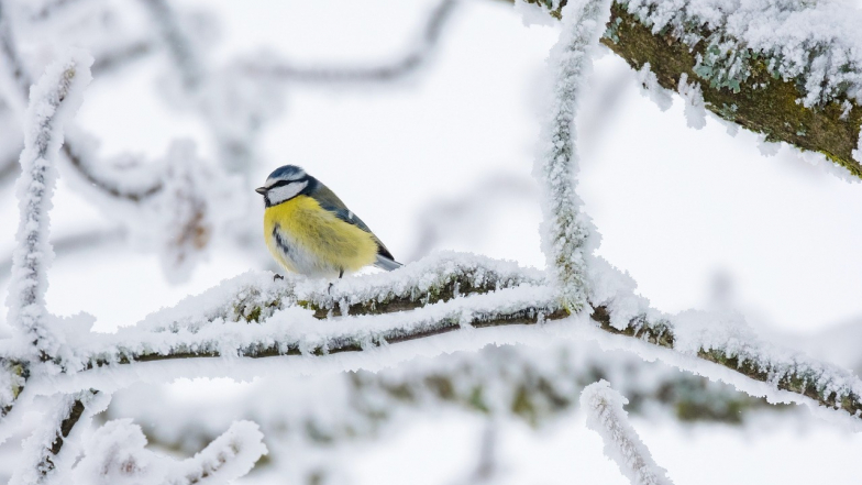 Прогноз погоды в Украине на выходные: 17 – 18 января 2026