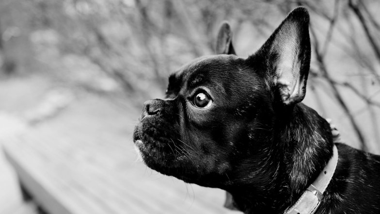 Гороскоп на 2026 рік: Собака