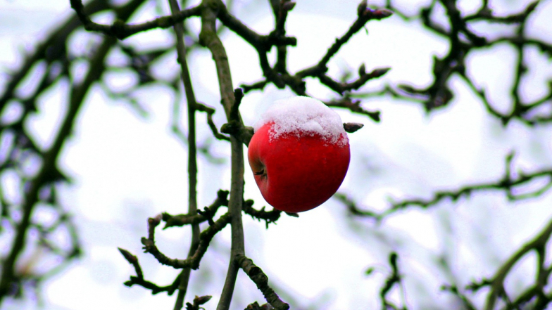 Календарь садовода и огородника на февраль 2026 года