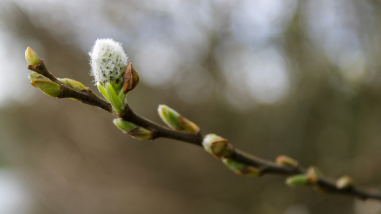Pogoda w Polsce na środę, 11 marca